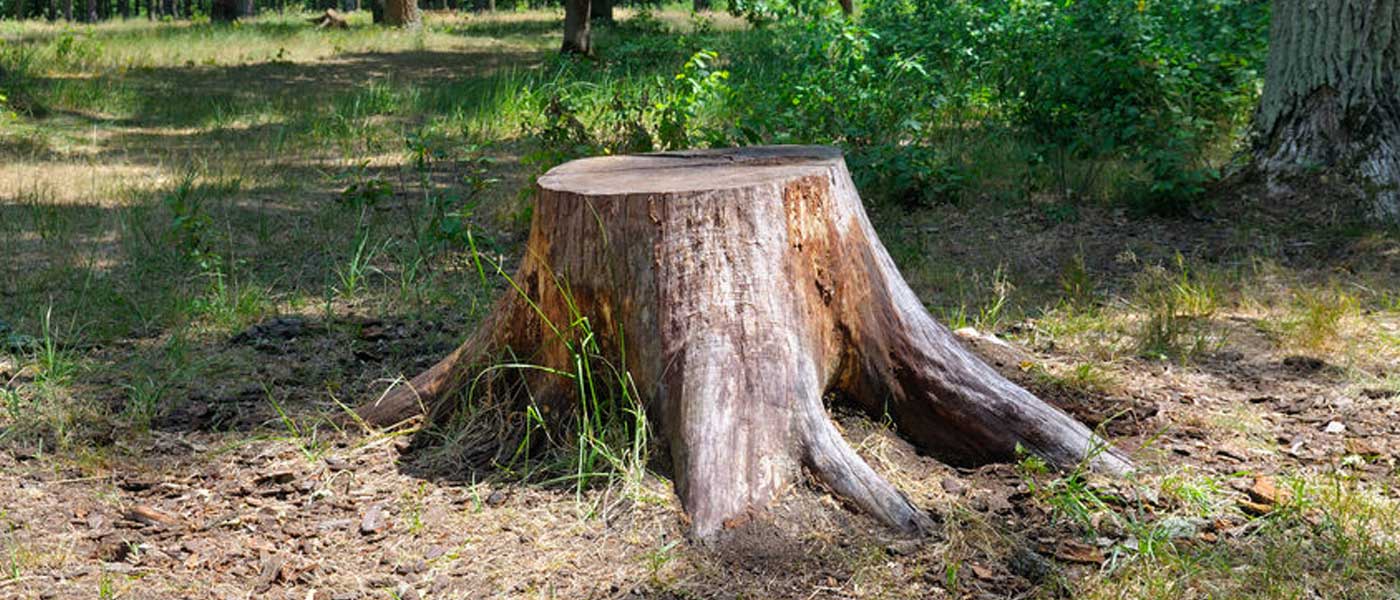 Professional Stump Removal and Grinding