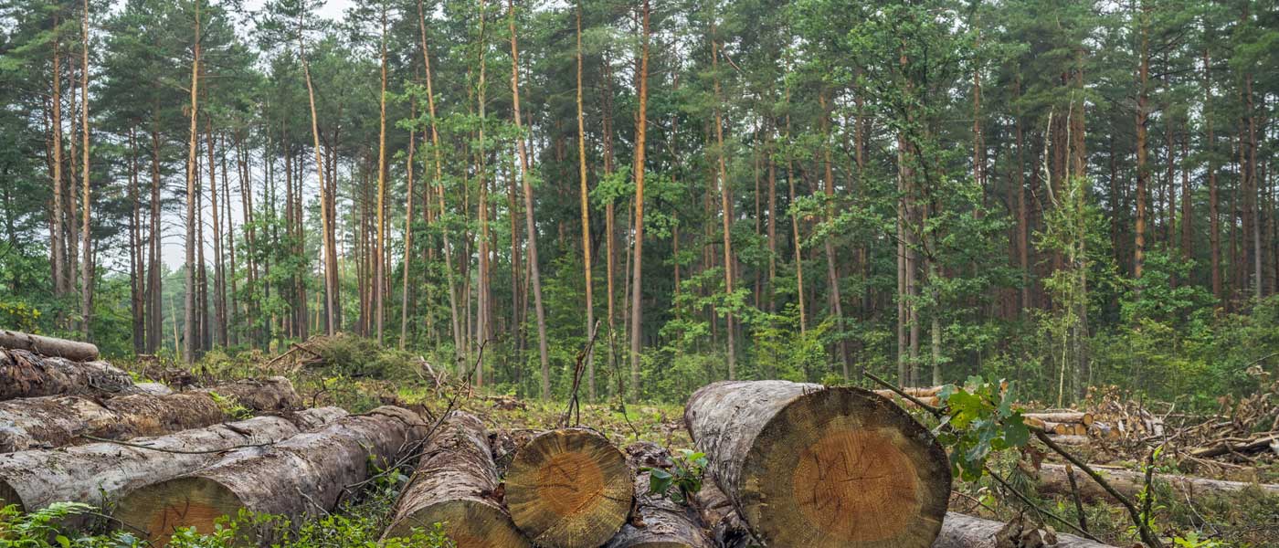 The Importance of Professional Tree Removal